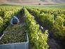 Employees harvesting grapes, Byron Vineyard and Winery.