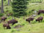 Bavarian Forest National Park, Germany