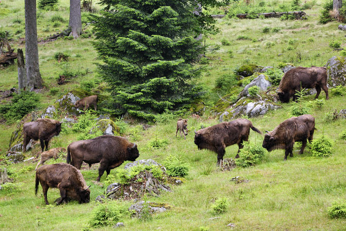Bison grazing on a forest meadow, Bavarian Forest National Park