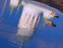 Bird bathing in puddle, with reflection of Tuomiokirkko.