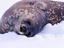 Weddell seal pup in snow at Andvord Bay, southern end of Errera Channel.