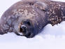 Weddell seal pup in snow at Andvord Bay, southern end of Errera Channel.