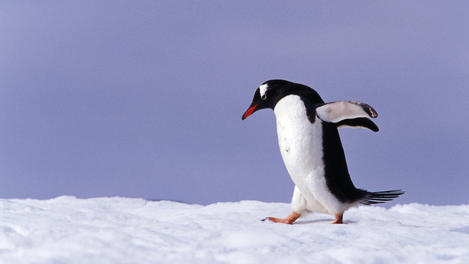 How to take great wildlife photographs