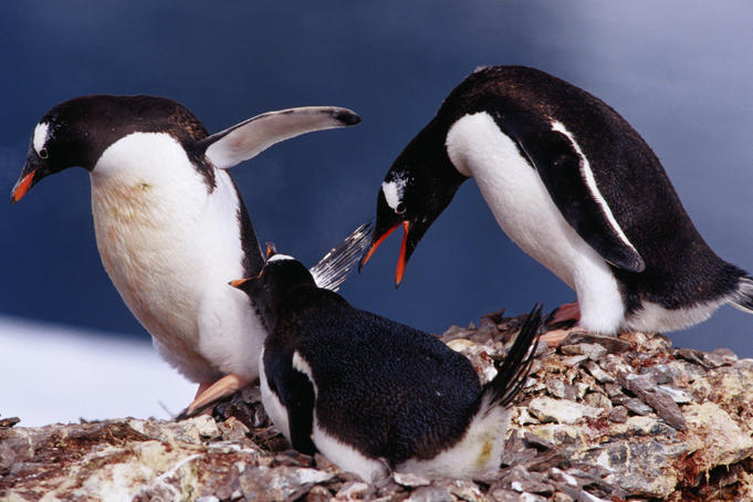 Gentoo penguins squabbling at a rookery on Danco Island.