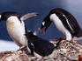 Gentoo penguins squabbling at a rookery on Danco Island.
