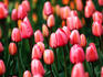 Tulips in field.