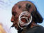 woman of Wodaabe Tribe, Niger