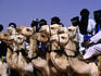 Touareg men on camels during festival.