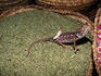 Chameleon with young on back in souk in medina.