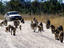 Chacma baboons, Zimbabwe
