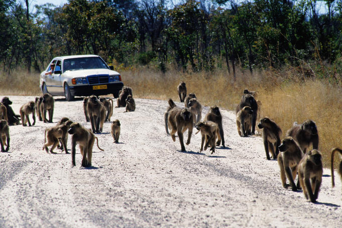 Chacma baboons walk in front of a car on the road.
