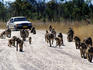 Chacma baboons walk in front of a car on the road.