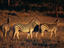 Zebras, Zimbabwe