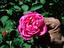 Image_24607-1