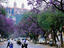 Jacaranda trees, city street, South Africa