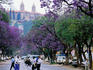 Jacaranda trees in bloom, city street.
