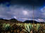 Agaves, Timanfaya National Park, Gran Canaria