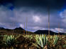 Agaves, Timanfaya National Park.