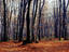 Wolski forest, Kraków