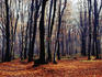 Autumn in the Wolski forest.