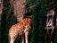 Rothschild's Giraffe looking for food, Giraffe Manor.