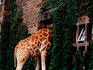 Rothschild's Giraffe looking for food, Giraffe Manor.