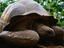 Giant Tortoise, Kibandiko Island, Zanzibar