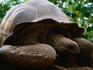 Giant Tortoise (genus Testudo) - Kibandiko Island, Zanzibar