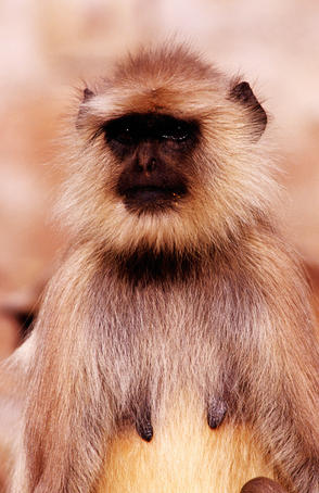 How to take great wildlife pictures - Lonely Planet