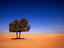 Lone Ghaf tree, Abu Dhabi