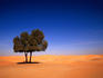 Lone Ghaf tree (Prosopis cineraria) growing in the sand of the Empty Quarter.
