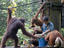 Orangutans and macaques being fed, Sepilok Orangutan Rehabilitation Centre.