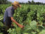 Worker in tobacco field.