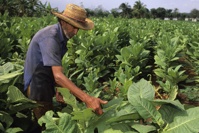 Worker in tobacco field.