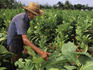 Worker in tobacco field.