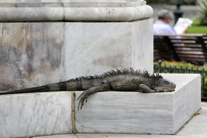 Iguana lounging at Parque Bolivar public garden.