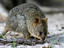 Quokka, Western Australia