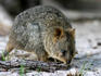 Quokka (Setonix brachyurus).