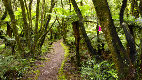 Whirinaki rainforest.