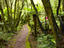 Whirinaki rainforest, Rotorua