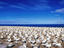 Australasian Gannets, Napier