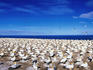Australasian Gannets (Morus serrator) at Cape Kidnappers gannet colony near Napier.