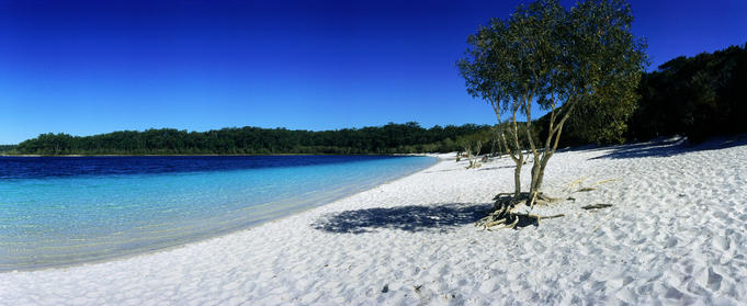 Tree on the beach of Lake MacKenzie.