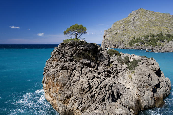 Tree on Rocky Headland at Cala de Sa Calobra bay.