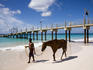 Man leading horse near pier at Carlisle Bay Beach.