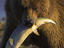 Grizzly Bear (Ursus arctos) with freshly caught silver salmon.