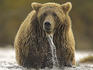 Grizzly Bear (Ursus arctos horriblus) walking through river.