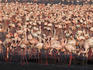 Colony of flamingoes.