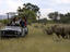 Safari vehicle and white rhino in private park north of Windhoek.