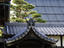 Image_24901-19